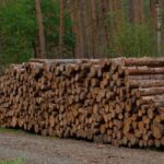 800 yillik gelenek agac kesmeden odun uretiyorlar YAhdhjTA