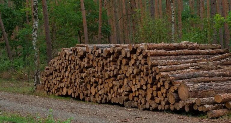 800 yillik gelenek agac kesmeden odun uretiyorlar YAhdhjTA