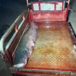 almus barajinda dev yayin baligi avlandi kyuJgfvr