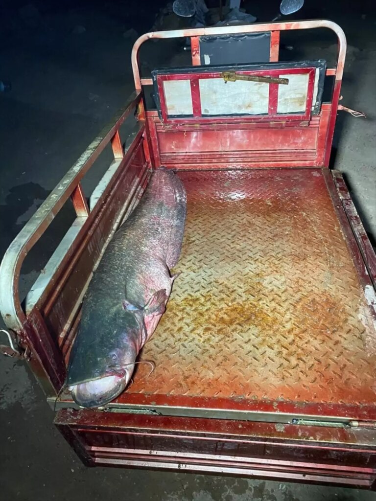 almus barajinda dev yayin baligi avlandi kyuJgfvr