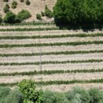 gurbetci ciftci aronya uretiyor 2MiwafQv