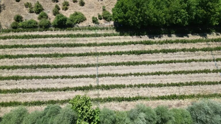 gurbetci ciftci aronya uretiyor 2MiwafQv