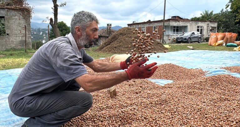 hasat sonrasi kurutma mesaisi basladi kilosu 200 liradan satiliyor Qg8AEPJQ