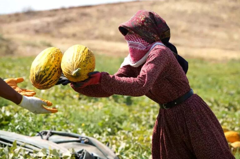 kirikkalede kavun hasadi sicak havada devam ediyor cj8mD5CX