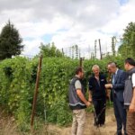 pazaryeri boncuk fasulyesi hasadi basladi HrYyxfIO