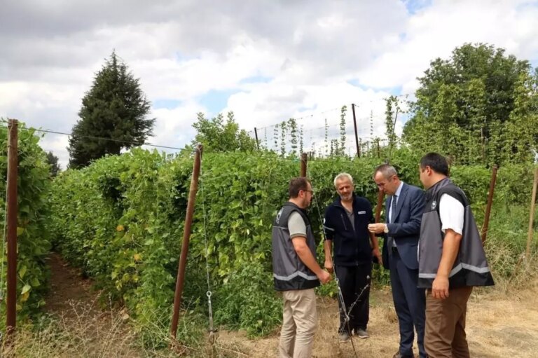 pazaryeri boncuk fasulyesi hasadi basladi HrYyxfIO