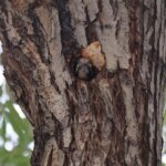 sevimli agackakan kurumun maskotu oldu d5aP7S83