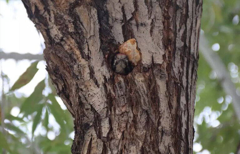 sevimli agackakan kurumun maskotu oldu d5aP7S83