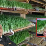 su krizine cozum onerisi iki ucuz yem 2662XgJN