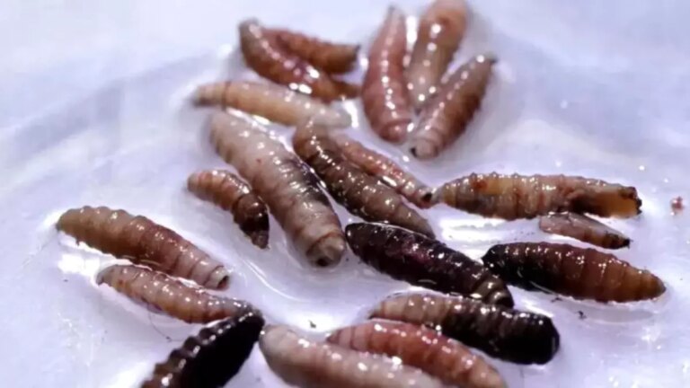 yeni dunya vida kurdu sinegi abdde tespit edildi NWWbbHB7