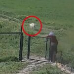 yer aksaray kopege tecavuz skandali boyle ortaya cikti lTiGQm5l