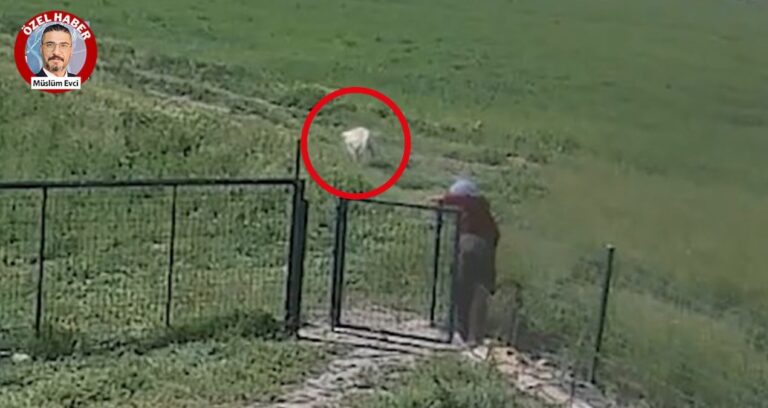 yer aksaray kopege tecavuz skandali boyle ortaya cikti lTiGQm5l