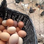 yumurta fiyatlarinda belirsizlik KQQysh9v