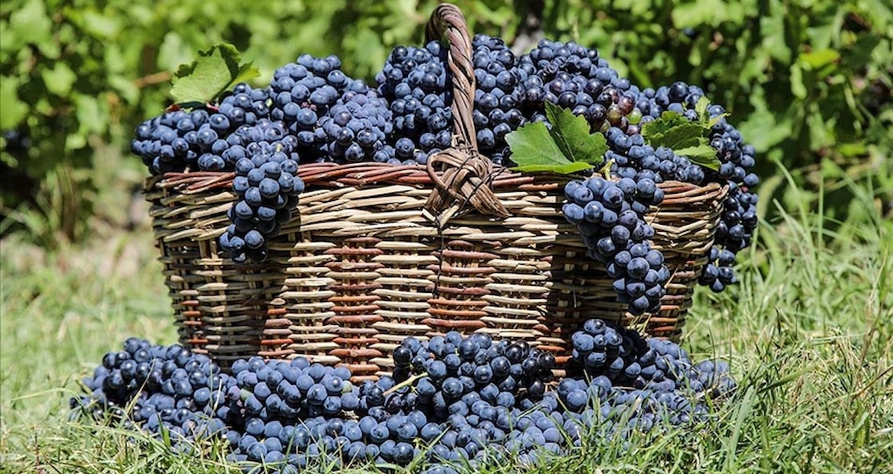 3 bin yillik tat cografi isaretli uzumunun hasat zamani geldi vlkUacj1