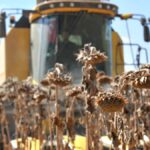 ceylanpinarda aycicegi hasadi basladi KC6qlxfW