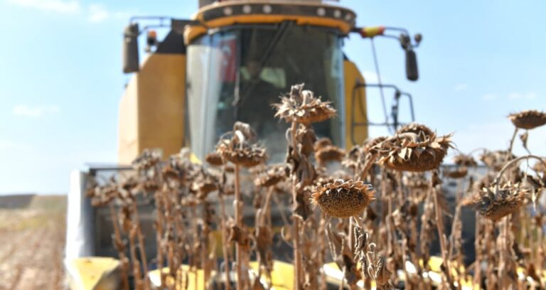 ceylanpinarda aycicegi hasadi basladi KC6qlxfW