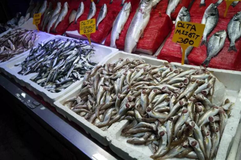 karadenizde av sezonu basladi hamsi beklentisi var 3XCwe371