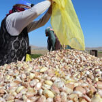 aksarayda organik sarimsaklarin ekimi basladi 1L8ukLH3