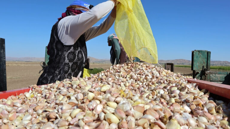 aksarayda organik sarimsaklarin ekimi basladi 1L8ukLH3