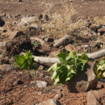 diyarbakirda agac kiyimi s6uUvZq6.jpg