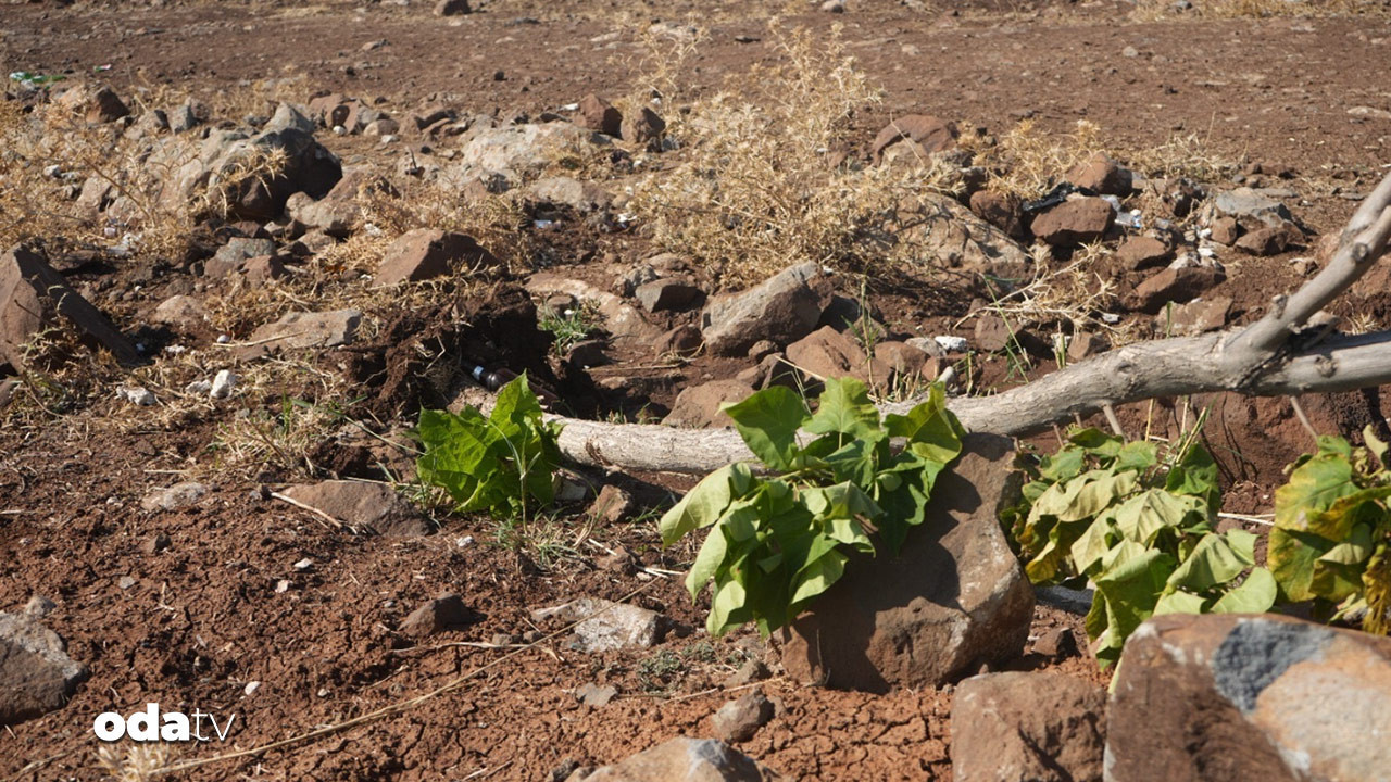 diyarbakirda agac kiyimi s6uUvZq6.jpg