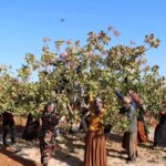 gaziantepte antep fistigi hasat sezonu sona erdi X9SZau4B