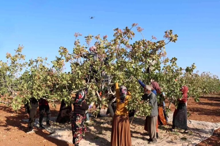 gaziantepte antep fistigi hasat sezonu sona erdi X9SZau4B