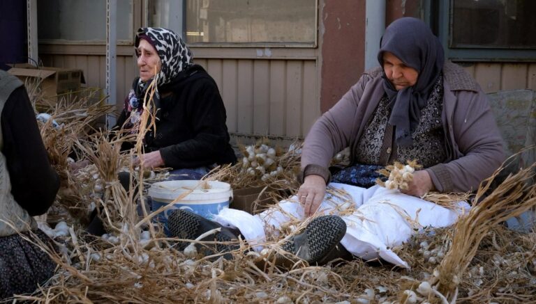 beyaz altin olarak biliniyor hasat sonrasi yogun mesai fKYeVs4Z.jpg