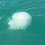 iskenderunda zehirli denizanasi populasyonu ve zehirlenme vakalari artti kLdDP5RV.jpg