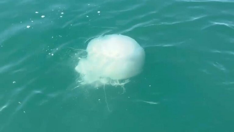 iskenderunda zehirli denizanasi populasyonu ve zehirlenme vakalari artti kLdDP5RV.jpg