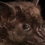 yeni koronavirus salgini alarmi basrolde yine yarasalar var TbBrUUUI.jpg