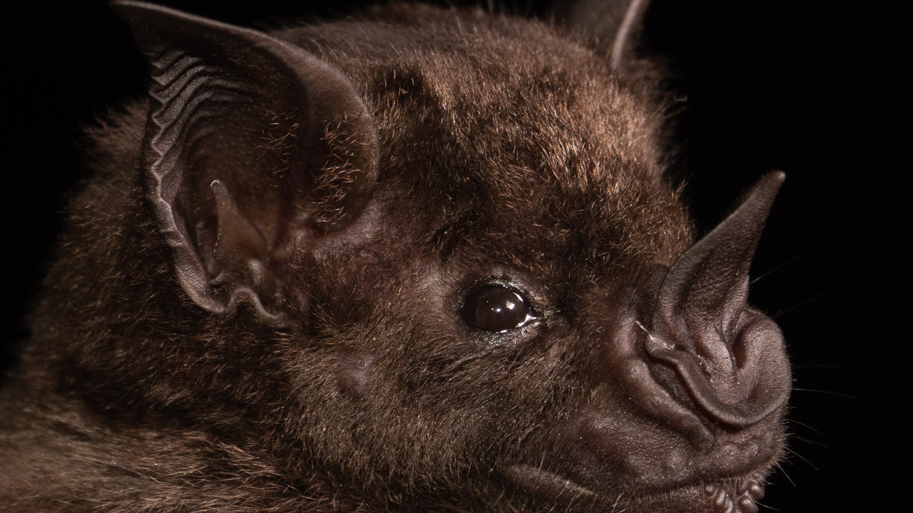 yeni koronavirus salgini alarmi basrolde yine yarasalar var TbBrUUUI.jpg