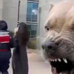 etimesgutta-pitbull-dehsetinde-yeni-gelisme-kopek-sahibi-tutuklandi-FJVmZrOk.webp